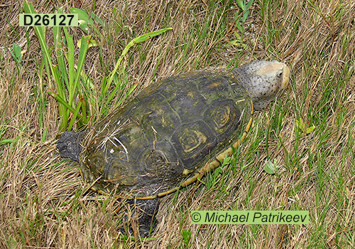 Malaclemys terrapin